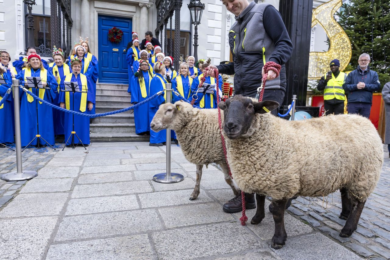 Watch: Crowd gathers for the opening of Dublin's live animal crib