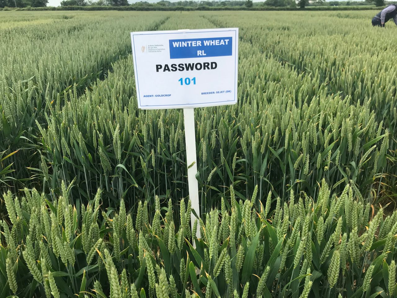 Cracking the 'Password' on wheat disease control with varieties