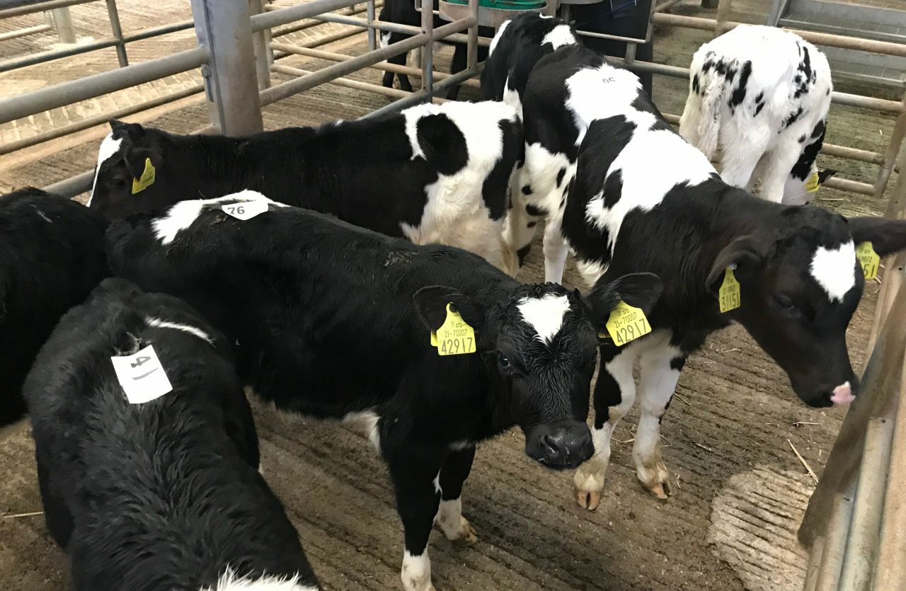 ICMSA: 'Lairage issue can't be used as excuse for poor calf prices'