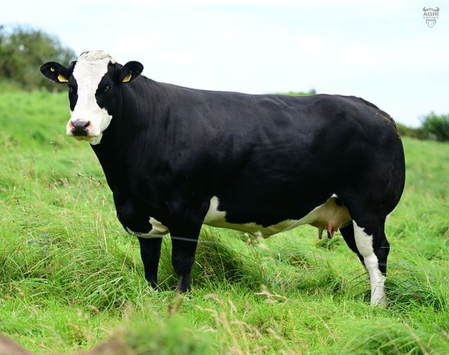 Lot 5 sold for €5,000