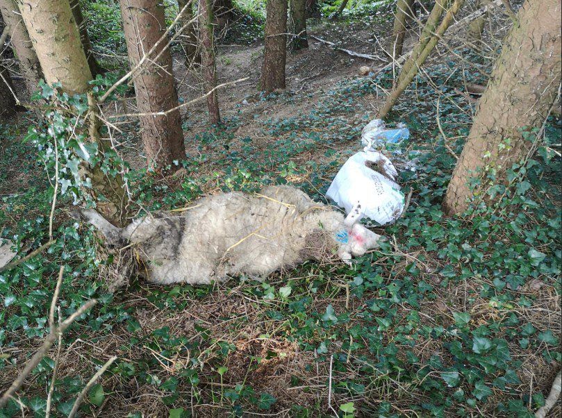 Dead sheep dumped on farmer's land in the south