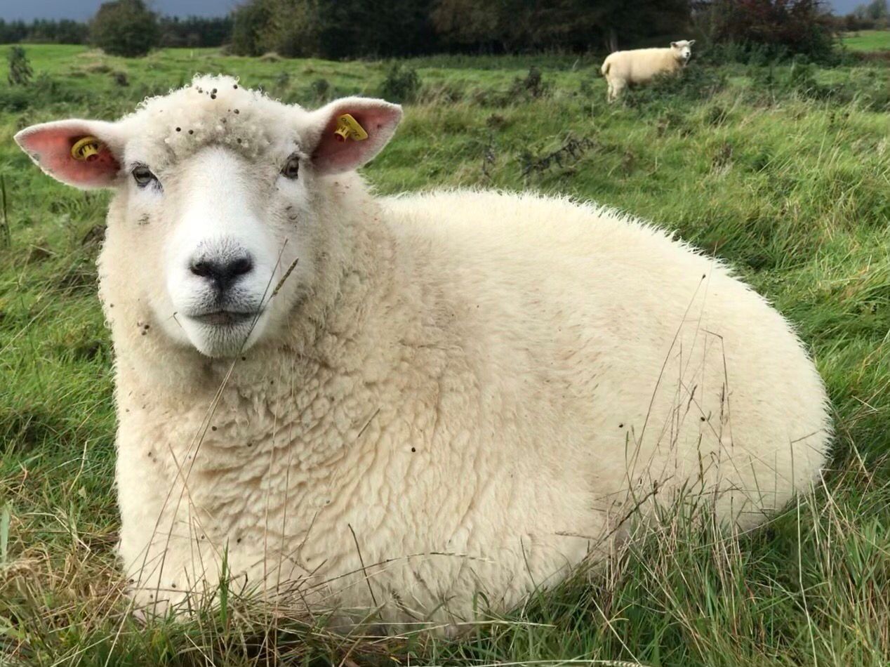 Galway Wool Co-op to harvest 5,000kgs of wool at Meitheal 2024