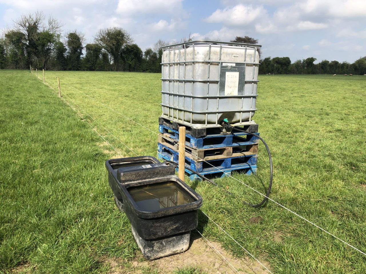 Water requirements for beef cattle in dry conditions