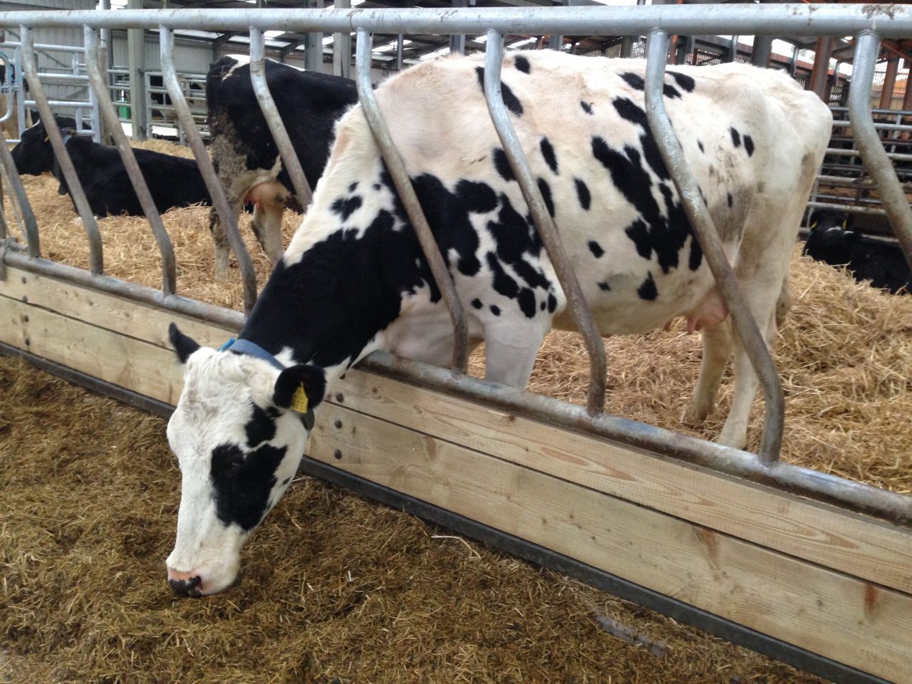 New TB compensation rates for dairy cows increase to €55/cow/month