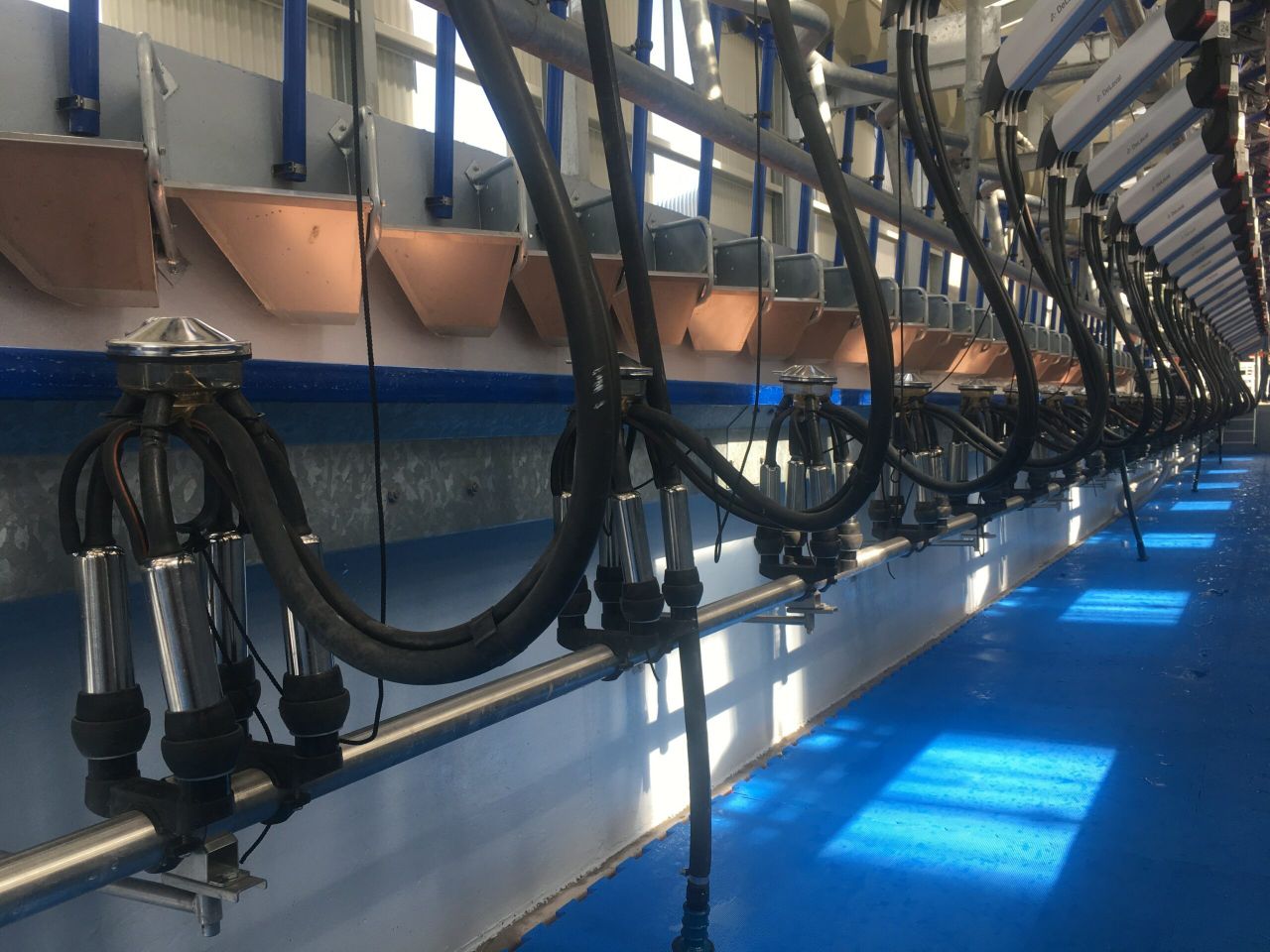 'Halved the milking time': New parlour lives up to billing in Gurteen