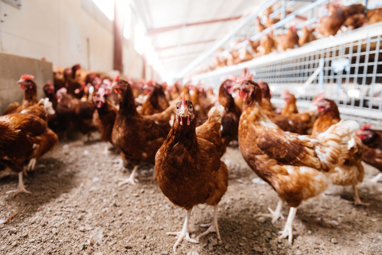 Call for tighter biosecurity after suspected NI bird flu case