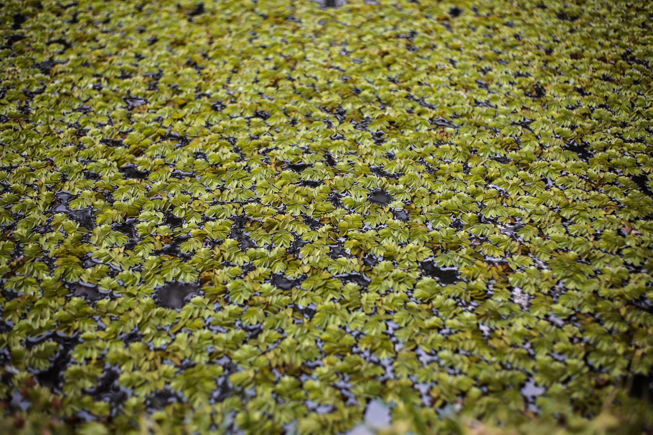 Researcher lauds potential economic benefits of duckweed for Ireland