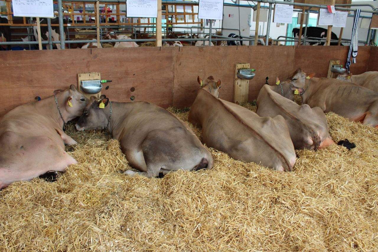 Fleming family notches up 8th Dairy Championship success at Balmoral Show