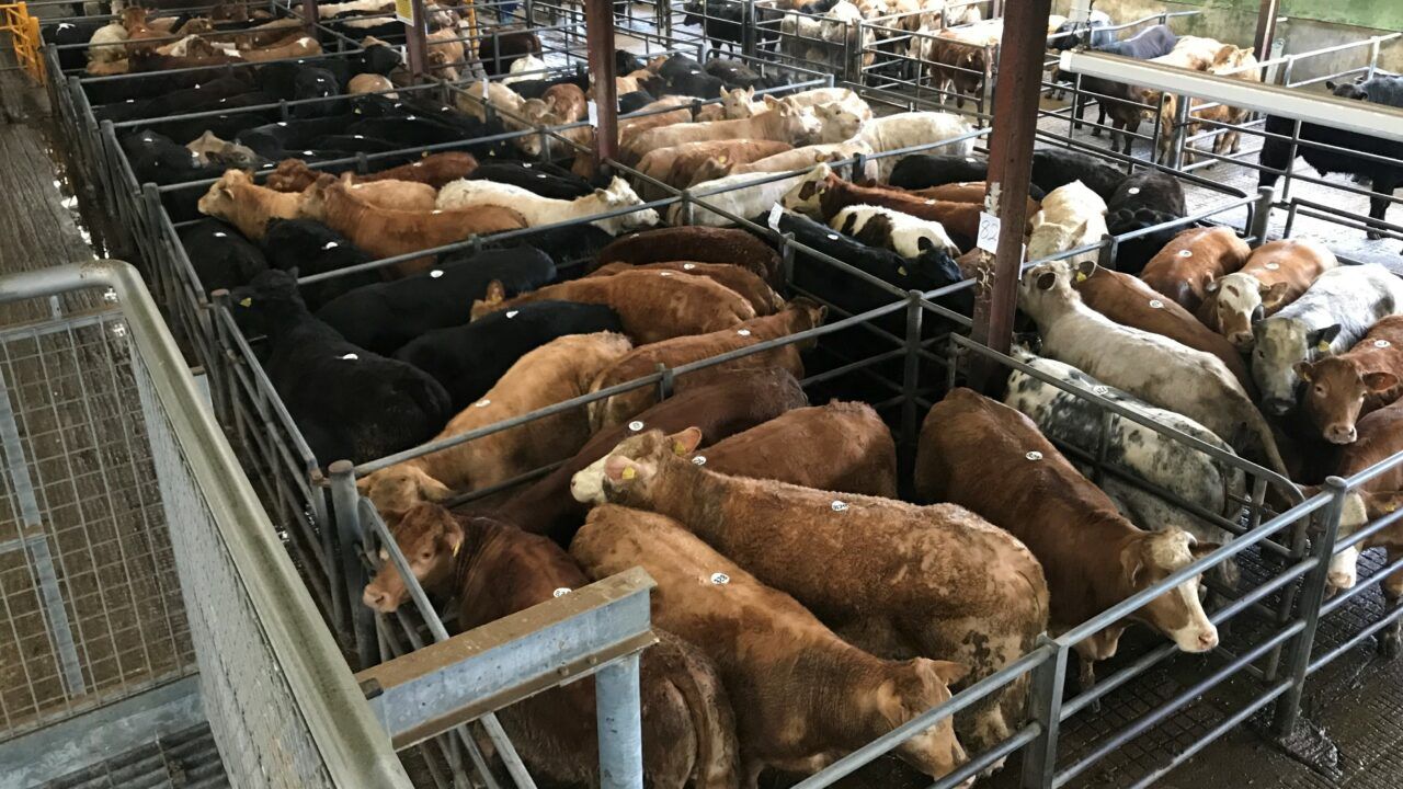 Mart report: Calf and cattle trade and prices from Kanturk Mart