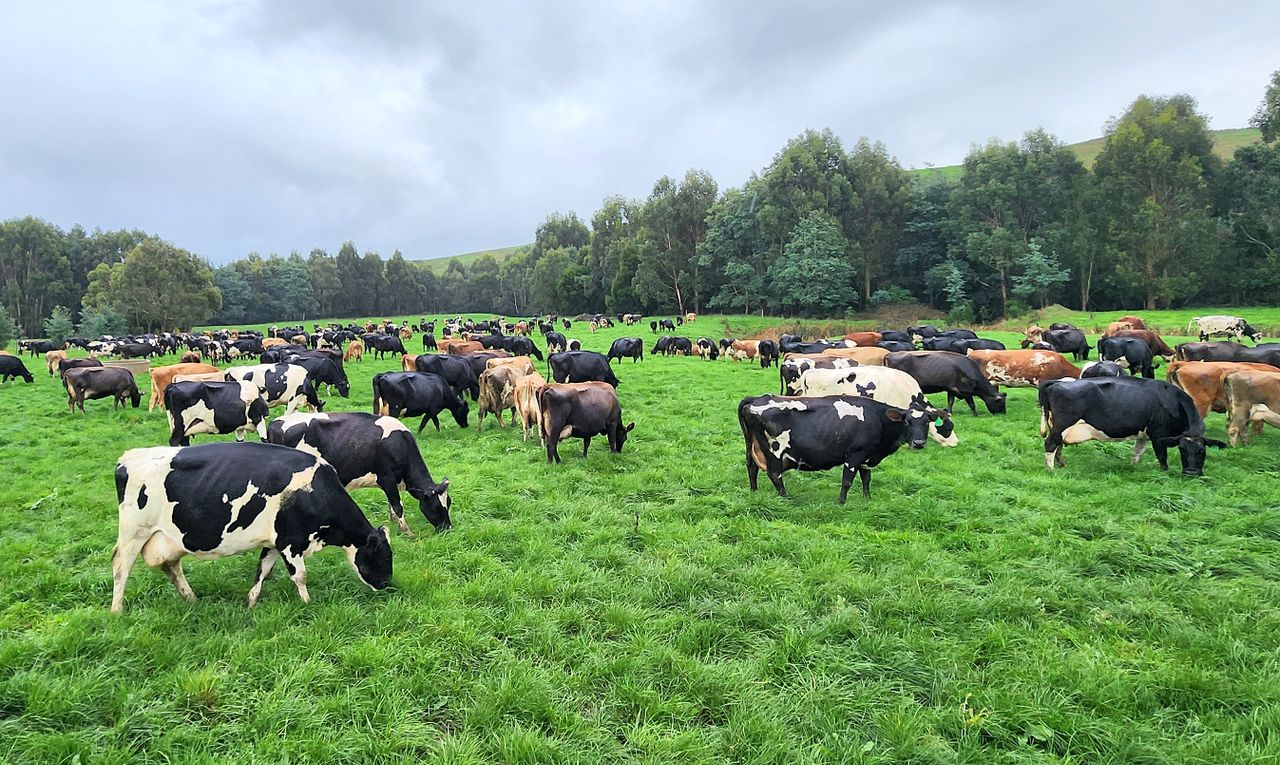 Irishman breeding medium-sized cows for new dairy farm in Oz
