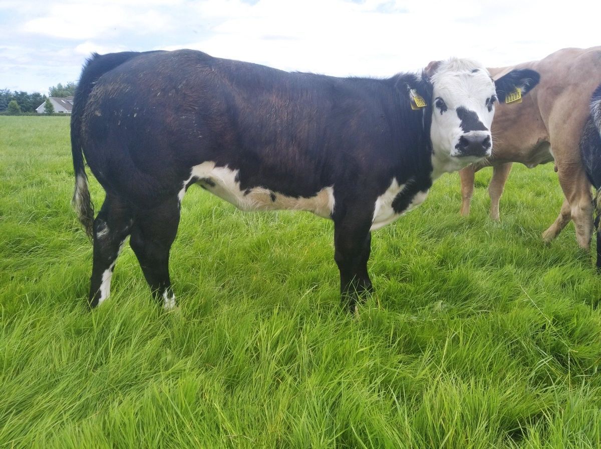 Autumn weanling show and sale set for midlands mart