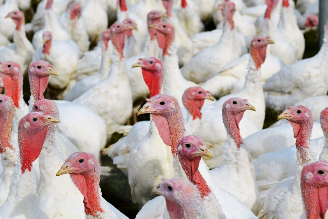 An Bord Pleanála grants permission for poultry sheds in Donegal