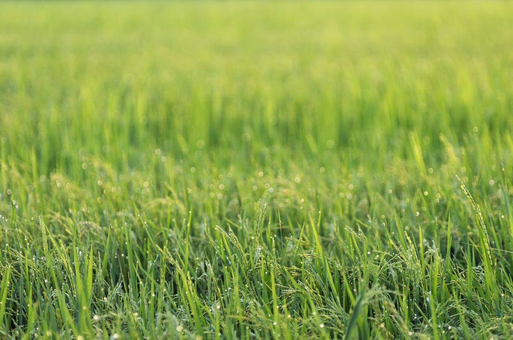 Spring vs Autumn reseeding – What works best?