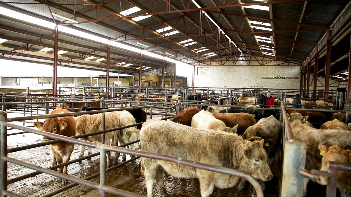Should store cattle buyers switch to rearing calves this year?