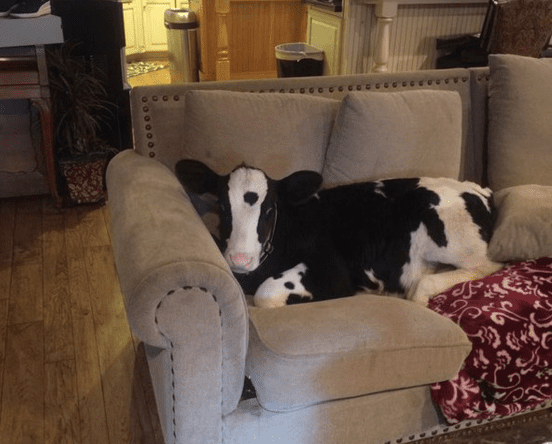 Friday feeling: This calf thinks it's a dog...