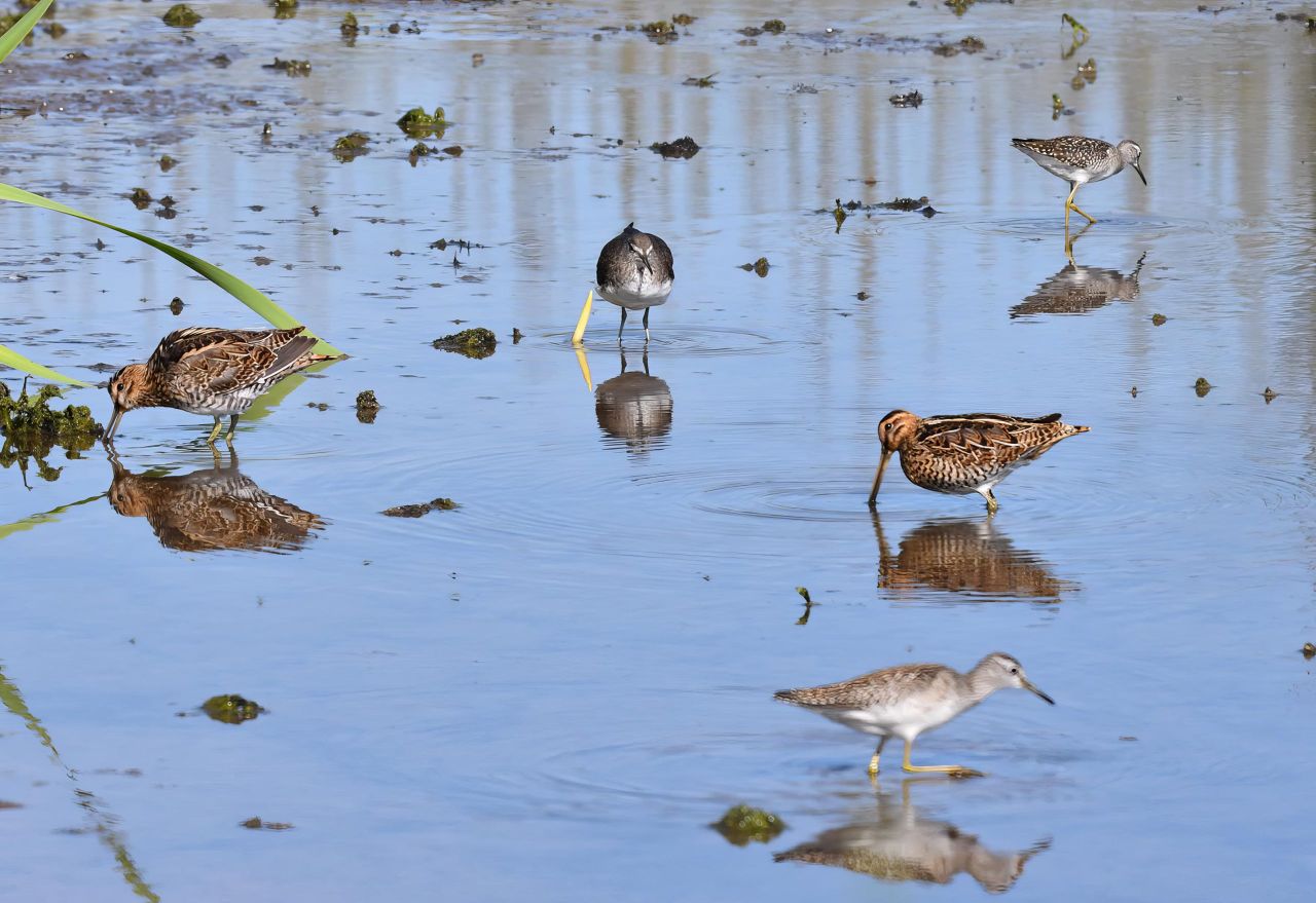 Study details fortunes of migatory wetland birds over 30 years