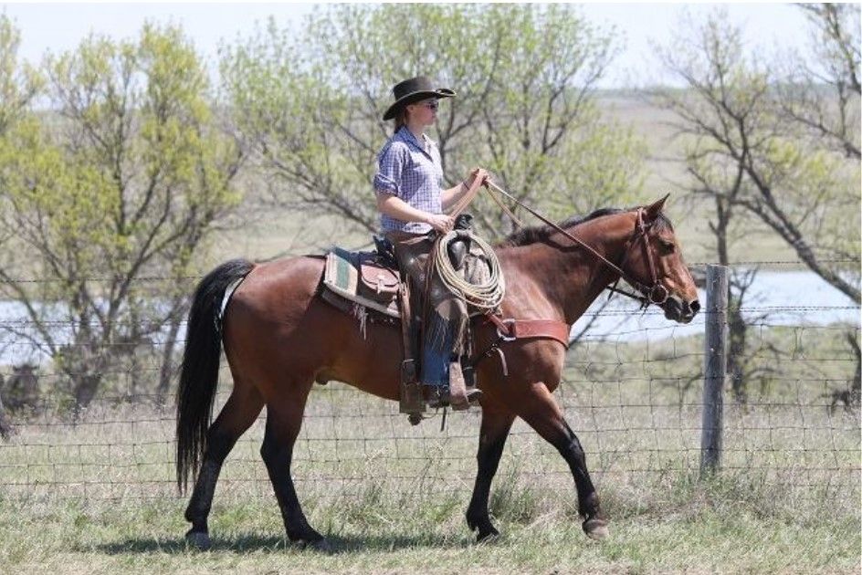 From ranches to rural Ireland: US student seeks work on Irish farms