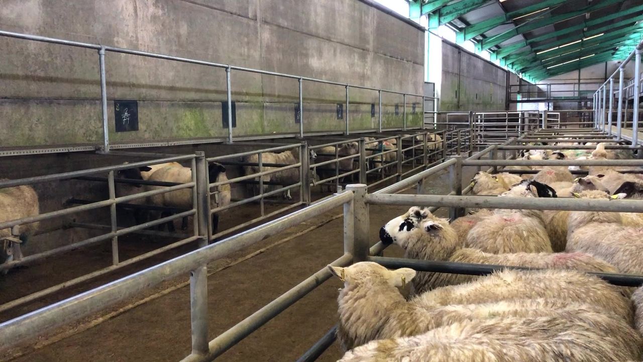 Sheep marts: Easier trade seen for cull ewes at sales