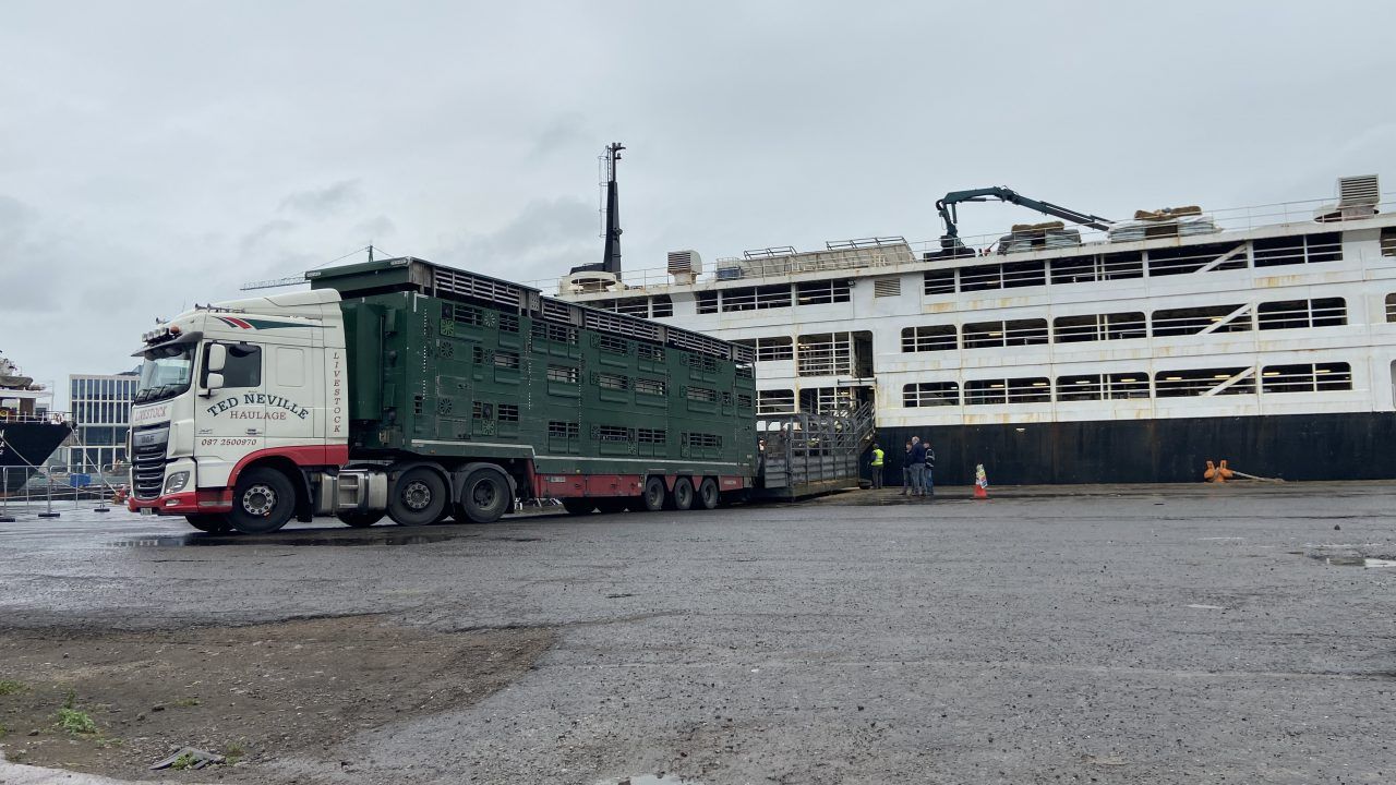 5,500 Irish cattle set sail on board separate consignments