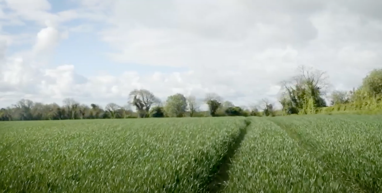 Crops Watch: Dr Robert Beattie on maximising profitability of winter wheat crops.
