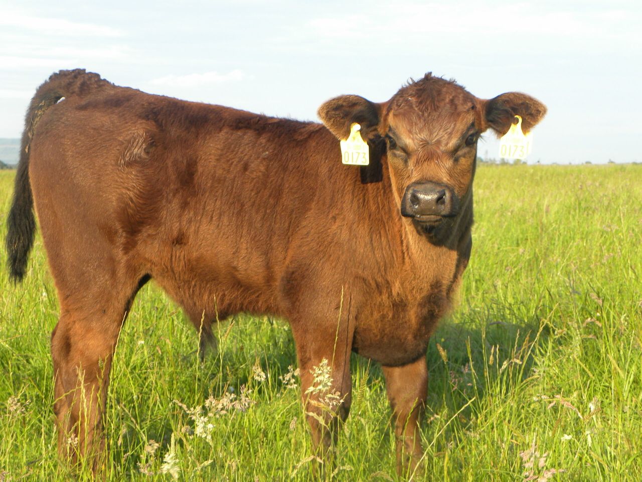It's nonsense to compare beef and dairy incomes - Coveney