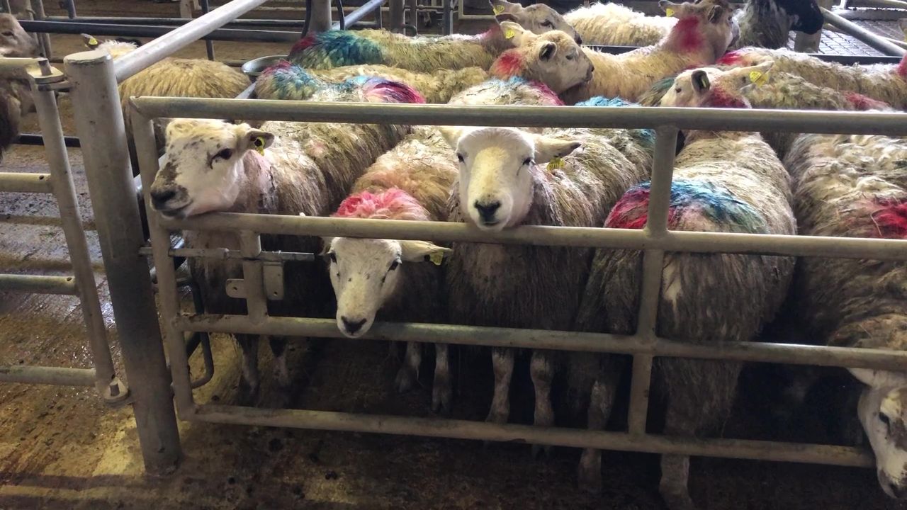 Sheep trade: Prices reach as high as €7.20/kg
