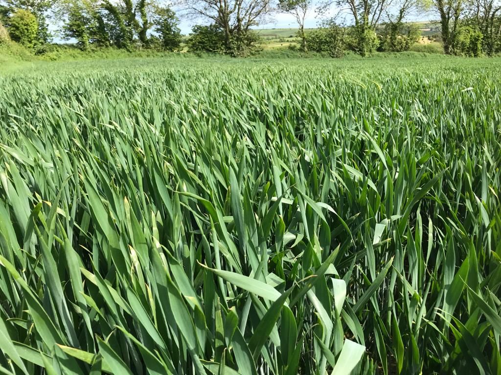 Teagasc estimates 60,000ha winter wheat planting area