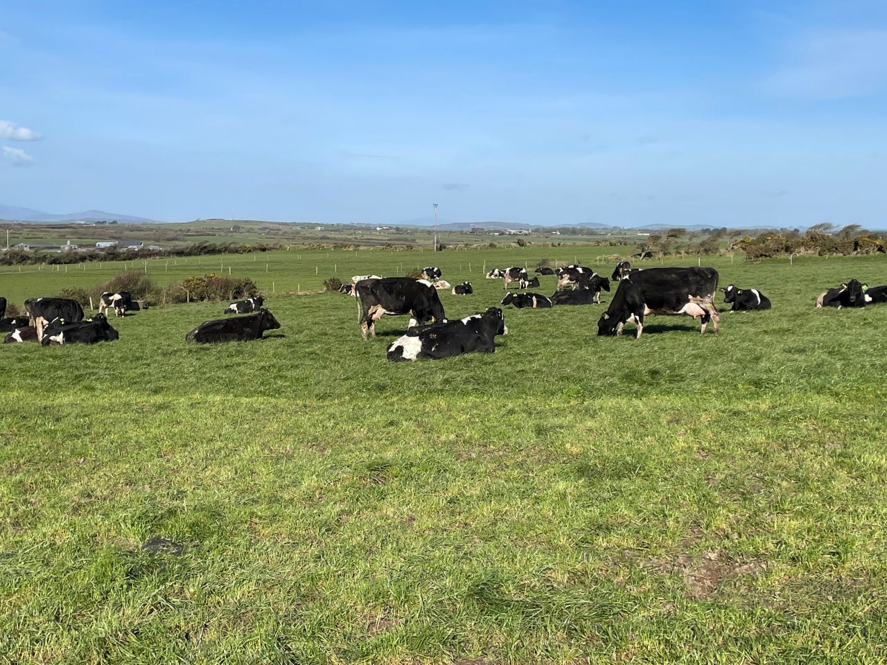Grazing remains a significant challenge this spring
