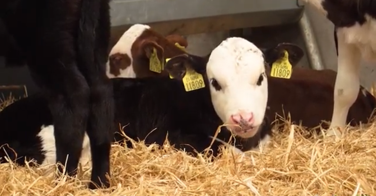 Dairy Beef Calf measure - what's involved?