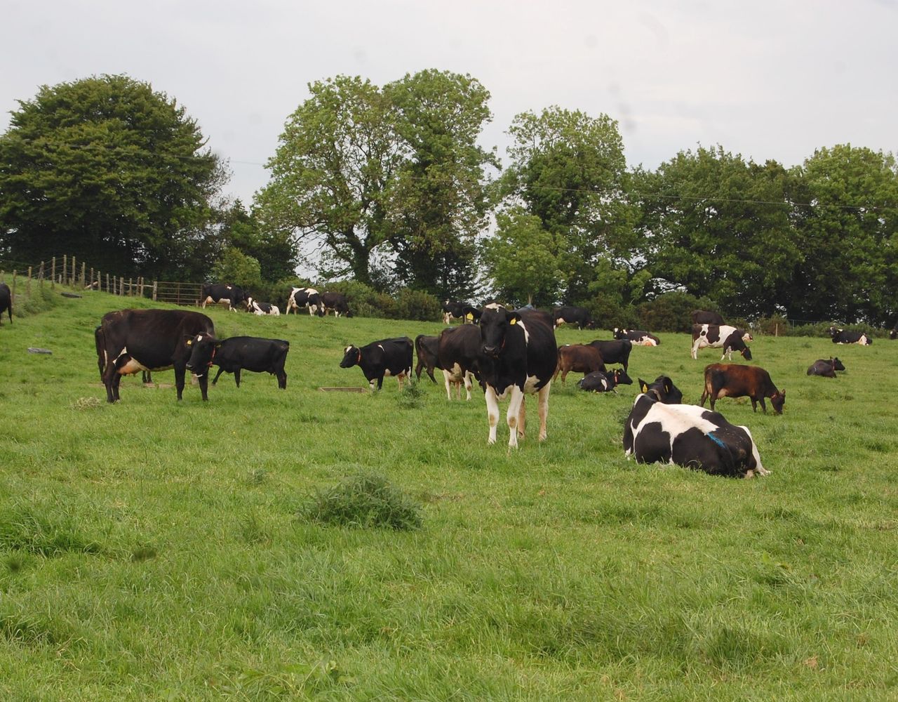 'Irish milk won't dramatically change the world price of dairy'