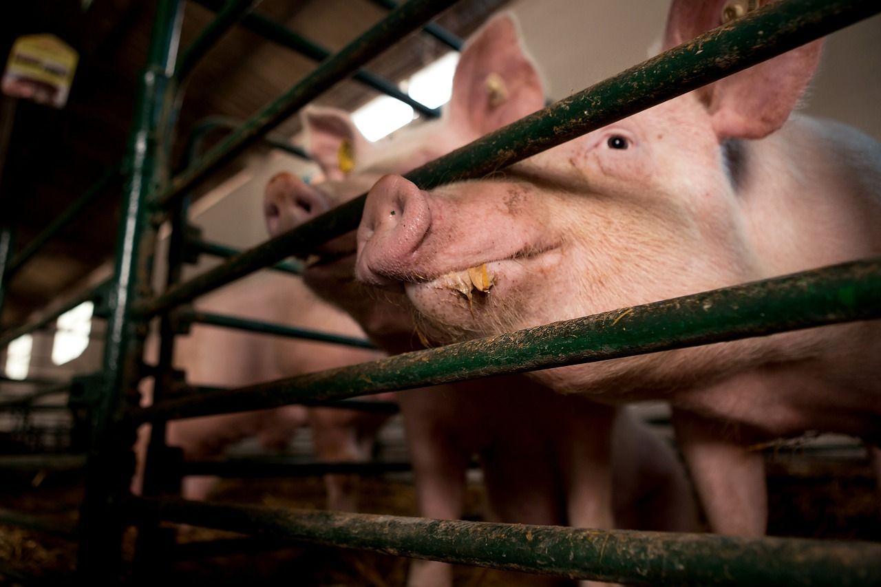 Red Tractor seeking views on tiered welfare standards proposals