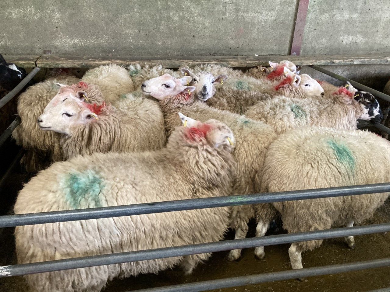 Sheep kill increases by nearly 10,000 head on the week before