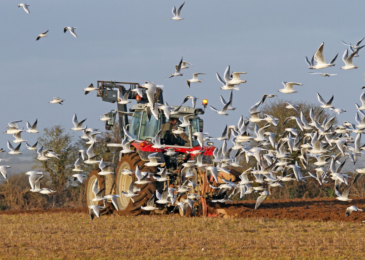 EFSA: Avian flu cases decline in Europe but surveillance advised