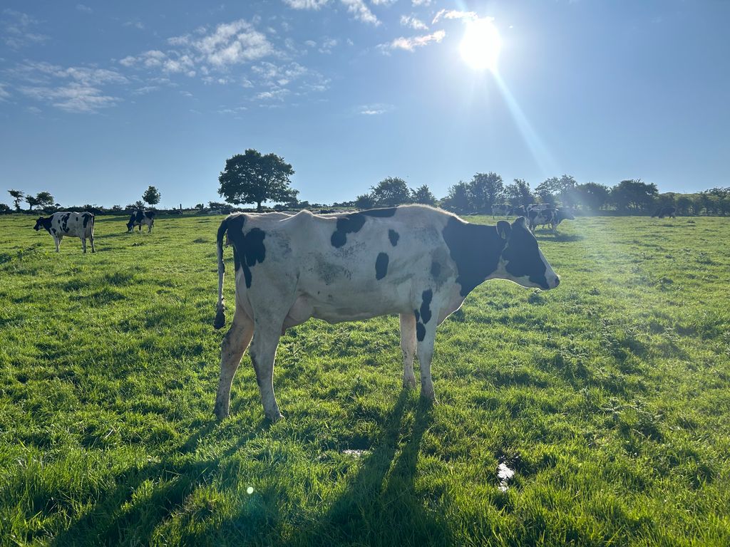 Leisheen Batman-ET Evelyn VG 85.
