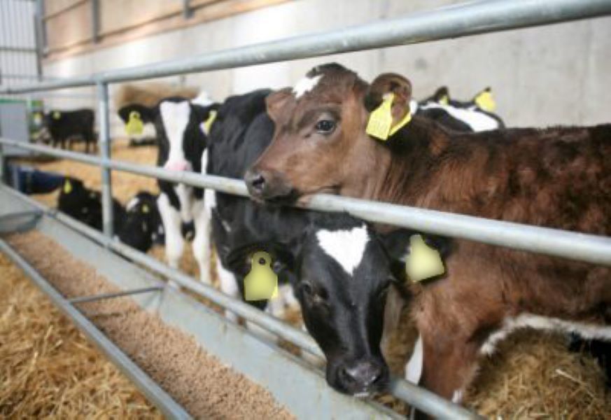How much concentrates should your calves be eating?