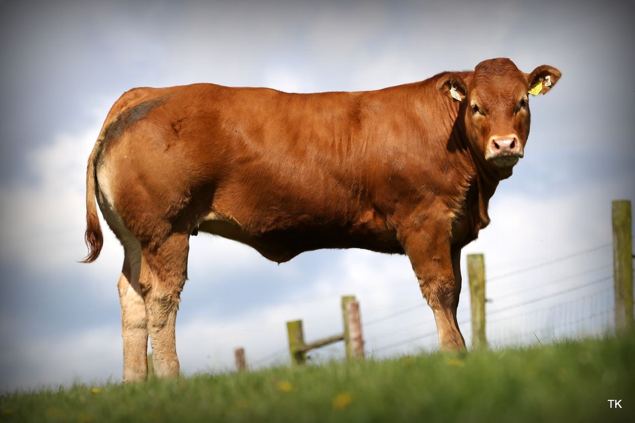 Bailey's Red Ladies Online Limousin Sale kicks off
