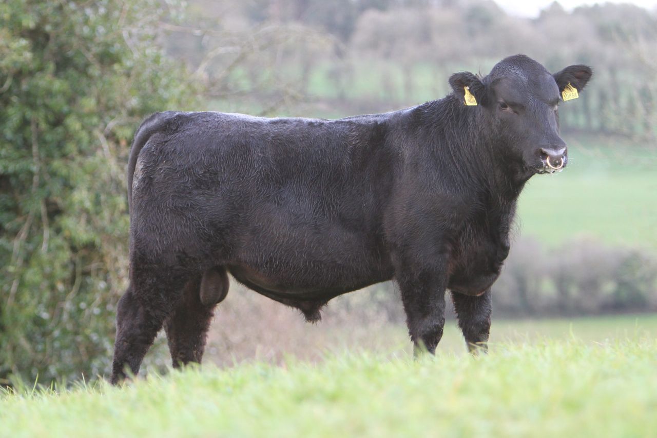 Cork Angus breeder to donate bull proceeds to Pieta House