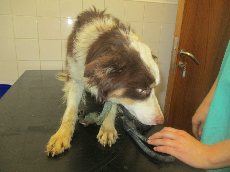 Farmer charged with neglect of 40 dogs convicted