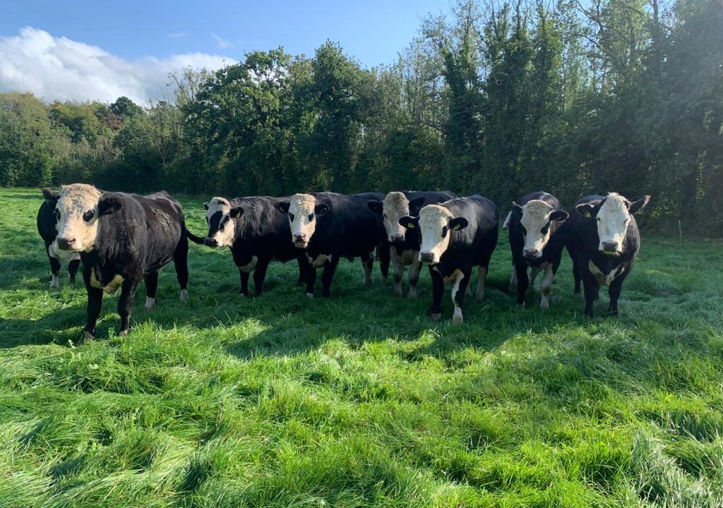Offal prices fall in beef price surge - market data