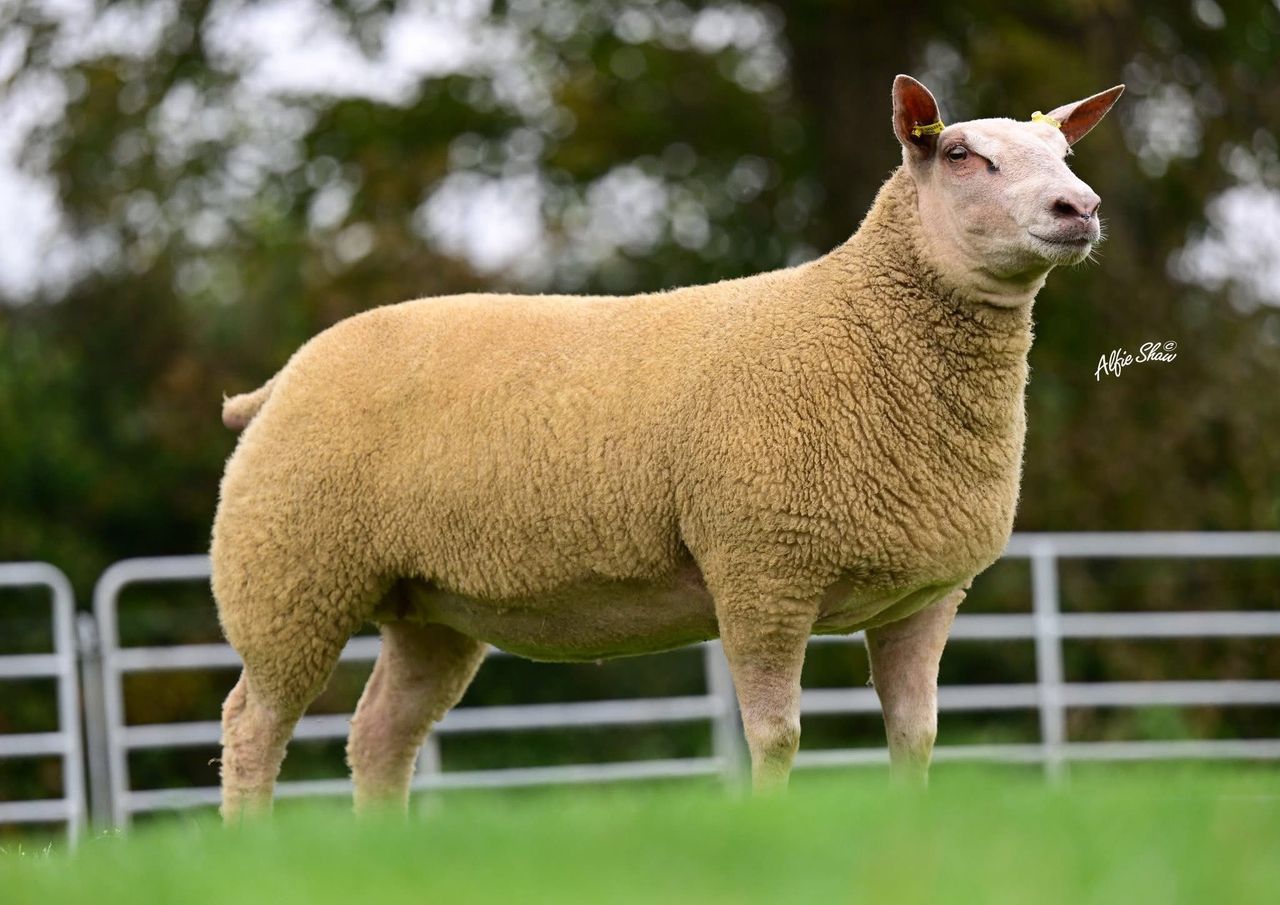 Rockdale flock tops inaugural Genetic Jewels sale at €4,200