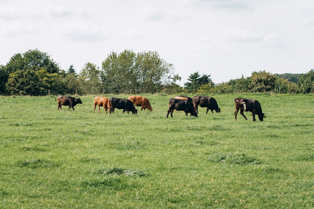UCD researchers seek farmers' views on climate change policy