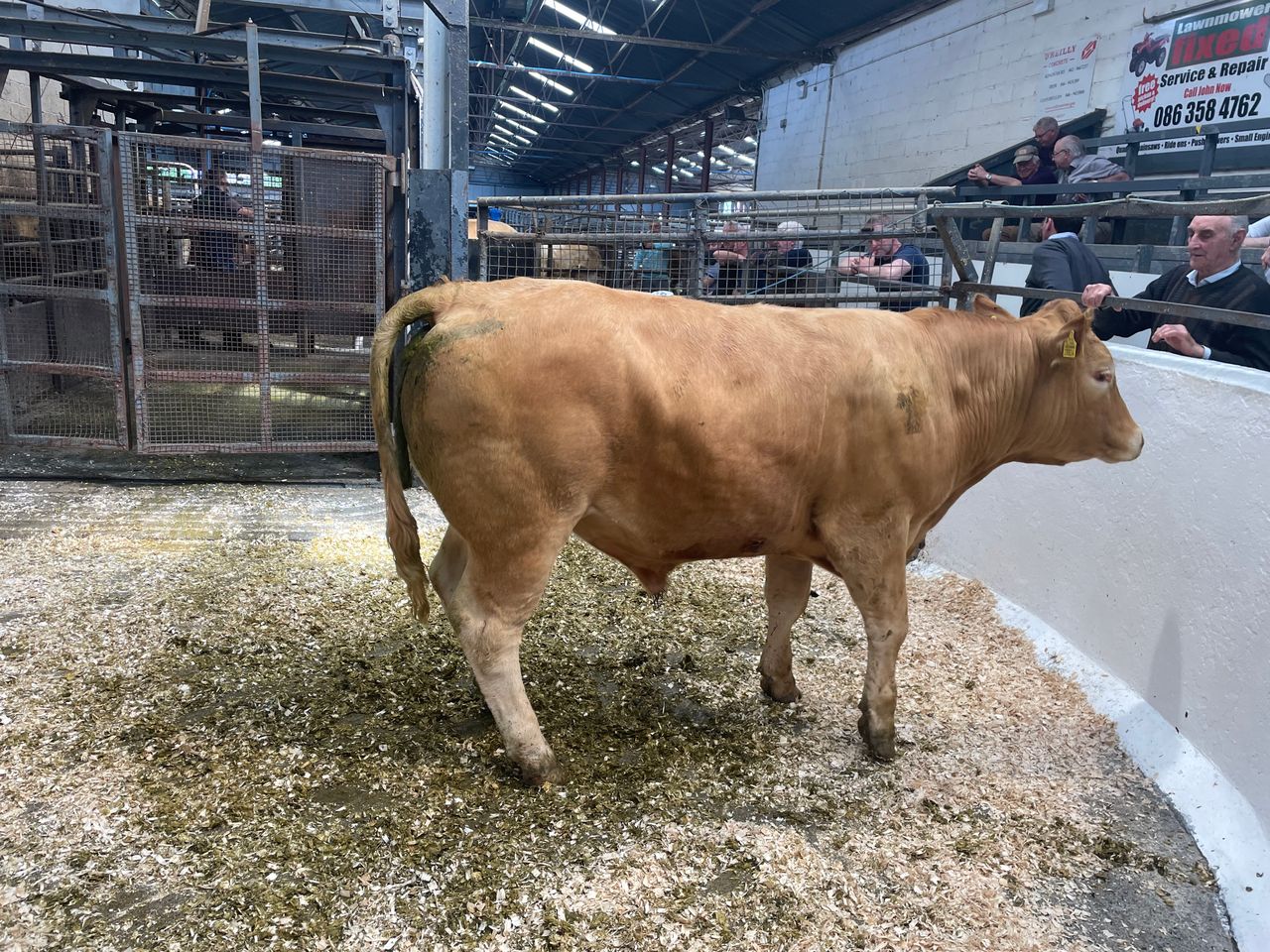 Mart report: Heavy bullocks clear €3.35/kg at Carnaross