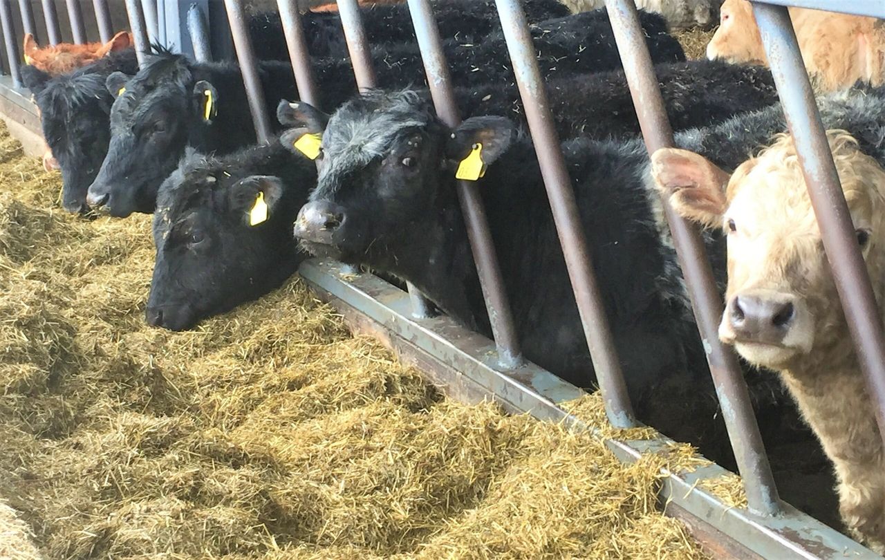 'Beef carcase weights could decline even further in 2018'