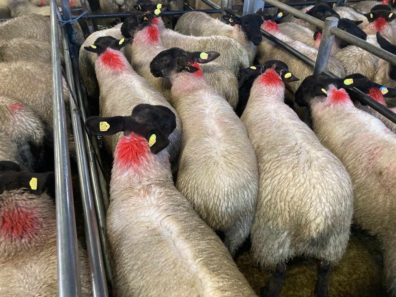Ewe lambs outshining hogget ewes at marts