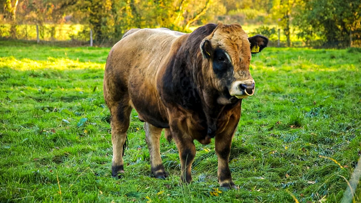 Aubrac Cattle Breed Society to host series of farm walks