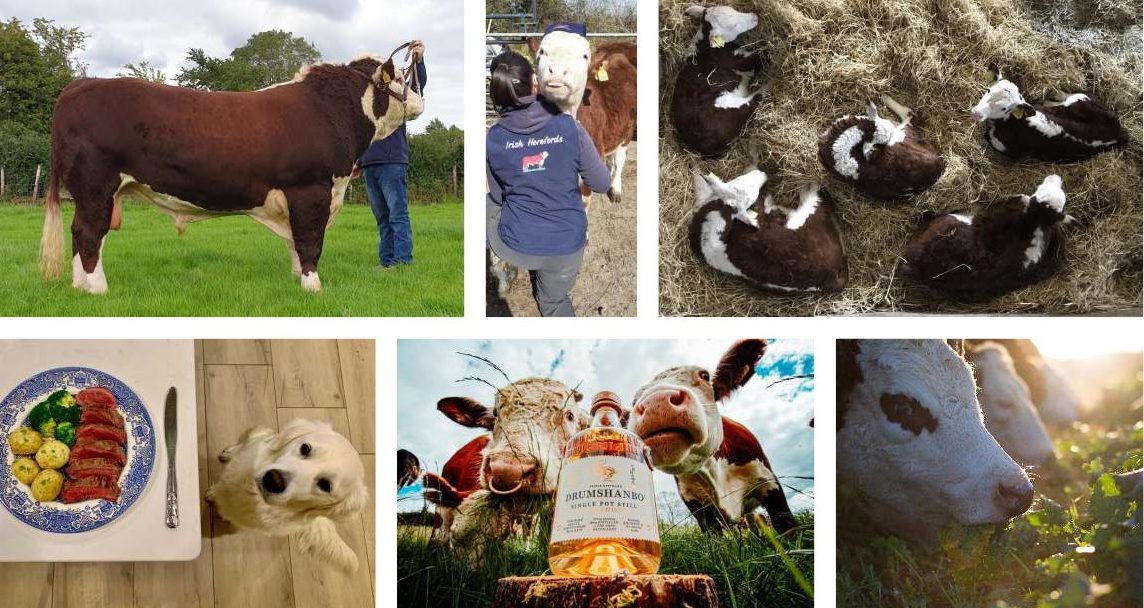 Calendar of handsome Herefords released in aid of midlands hospice fund