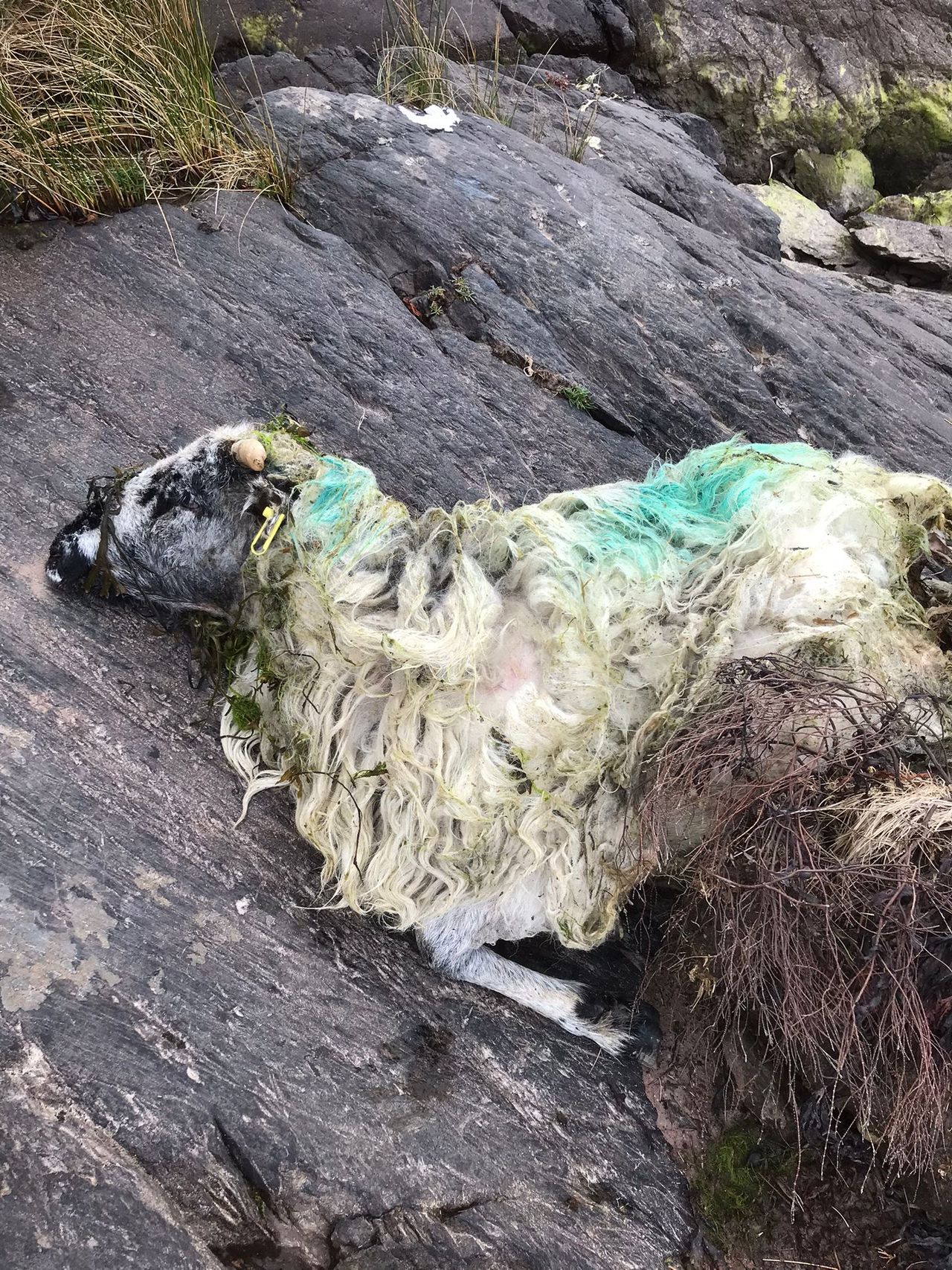 'Desperate cruelty' - farmer describes loss of 70 sheep