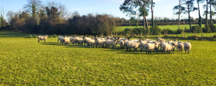 Sheep Ireland scrapie genotypes get Department of Agriculture approval