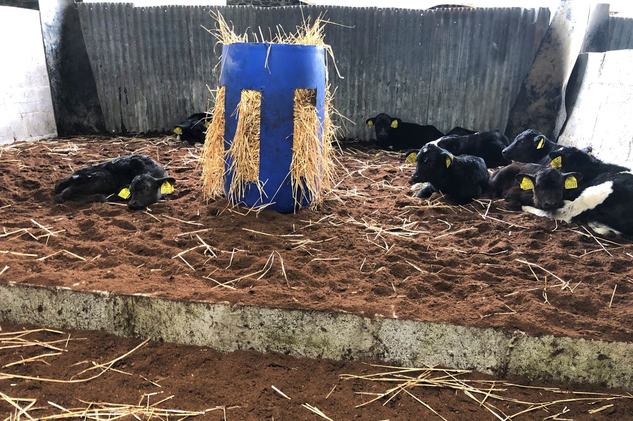 Using the DBI for beef sire selection