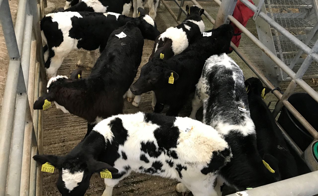 Calf trade: No reductions seen in prices as the season pushes on